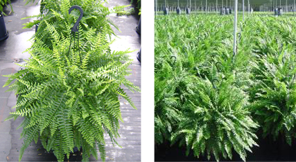 boston fern ferns hanging
